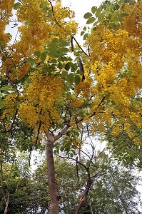 FLEUR JAUNES DE CYTISES (GOLDEN SHOWER TREE), DE LA COULEUR DU ROI, THAILANDE, ASIE 
