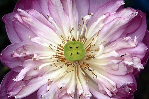 FLEUR DE LOTUS SACRE (NELUMBO NUCIFERA), THAILANDE, ASIE 