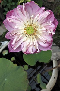 FLEUR DE LOTUS SACRE (NELUMBO NUCIFERA), THAILANDE, ASIE 