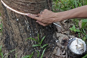 RECOLTE DE LATEX PAR DES SAIGNEES DANS L'ECORCE DE L'HEVEA, PLANTATION D'HEVEAS, THAILANDE, ASIE 