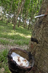 RECOLTE DE LATEX PAR DES SAIGNEES DANS L'ECORCE DE L'HEVEA, PLANTATION D'HEVEAS, THAILANDE, ASIE 