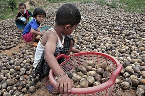 ENFANTS TRIANT DES NOIX D'AREC, FRUIT DU PALMIER DE BETEL CONSOMME TRES SOUVENT SOUS FORME DE PATE A MACHER AVEC LA FEUILLE DE BETEL, THAILANDE, ASIE 