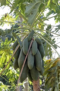 PAPAYER (CARICA PAPAYA), THAILANDE, ASIE 