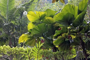 LICUALA GRANDIS OU PALMIER CUILLERE, THAILANDE, ASIE 
