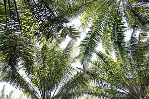 PALMIERS, PALMERAIE, THAILANDE 