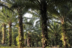 PALMIERS, PALMERAIE, THAILANDE, ASIE 
