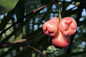 JAMBUS OU POMMES DE ROSE, FRUITS TROPICAUX POUSSANT SUR L'ARBRE DU MEME NOM, THAILANDE, ASIE 