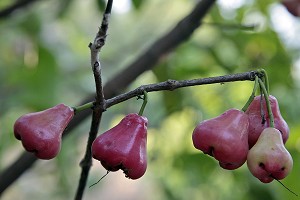 JAMBUS, FRUITS TROPICAUX, THAILANDE 