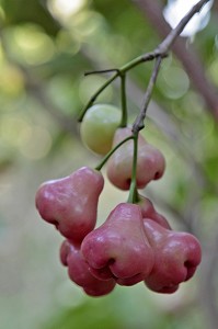 JAMBUS OU POMMES DE ROSE, FRUITS TROPICAUX POUSSANT SUR L'ARBRE DU MEME NOM, THAILANDE, ASIE 
