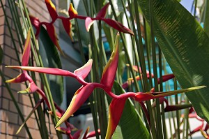FLEURS ROUGES ET JAUNES DE L'HELICANA, THAILANDE, ASIE 