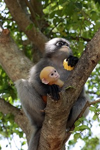 SINGE GIBBON ET SON PETIT, PARC NATIONAL DE KHAO SAM ROI YOT, PROVINCE DE PRACHUAP KHIRI KHAN, THAILANDE, ASIE 