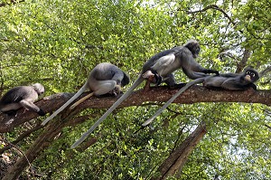 SINGES GIBBONS, PARC NATIONAL DE KHAO SAM ROI YOT, PROVINCE DE PRACHUAP KHIRI KHAN, THAILANDE, ASIE 