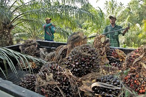 RECOLTE DE NOIX DE PALME, FRUITS DU PALMIER A HUILE, REGION DE BAN SAPHAN, THAILANDE, ASIE 