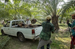 RECOLTE DE NOIX DE PALME, FRUITS DU PALMIER A HUILE, REGION DE BAN SAPHAN, THAILANDE, ASIE 