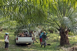 RECOLTE DE NOIX DE PALME, FRUITS DU PALMIER A HUILE, REGION DE BAN SAPHAN, THAILANDE, ASIE 