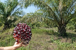 REGIME DE NOIX DE PALME, FRUITS DU PALMIER A HUILE, REGION DE BAN SAPHAN, THAILANDE, ASIE 