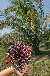 REGIME DE NOIX DE PALME, FRUITS DU PALMIER A HUILE, REGION DE BAN SAPHAN, THAILANDE, ASIE 