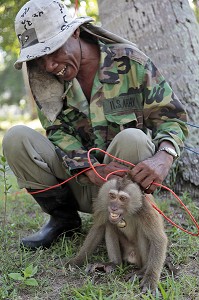 SINGES DRESSES, CHARGES DE GRIMPER DANS LES COCOTIERS POUR CUEILLIR LES NOIX DE COCO, BANG SAPHAN, THAILANDE, ASIE 