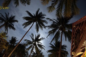 PALMIERS DANS LES JARDINS DU CORAL HOTEL, BANG SAPHAN, PROVINCE DE PRACHUAP KHIRI KHAN, THAILANDE, ASIE 