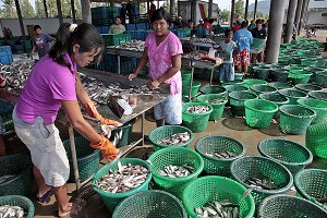 CRIEE AUX POISSONS, PORT DE PECHE DE BANG SAPHAN, THAILANDE 