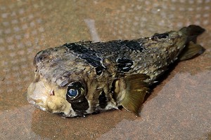 POISSON PORC-EPIC OU POISSON-HERISSON OU HERISSON DES MERS, BANG SAPHAN, THAILANDE 