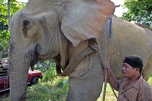 TRAVAIL DE DEBARDAGE AVEC LES ELEPHANTS A LA FRONTIERE BIRMANE, BANG SAPHAN, THAILANDE, ASIE 