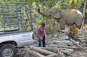 TRAVAIL DE DEBARDAGE AVEC LES ELEPHANTS A LA FRONTIERE BIRMANE, BANG SAPHAN, THAILANDE, ASIE 