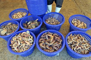 GAMBAS (GROSSES CREVETTES) ET CIGALES DE MER, ARRIVAGE A LA CRIEE AUX POISSONS, PORT DE PECHE DE RANONG, THAILANDE, ASIE 