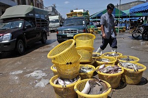 MOLLUSQUES MARINS, CRIEE AUX POISSONS, PORT DE PECHE DE RANONG, THAILANDE, ASIE 