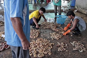 TRI DE CRUSTACES (GAMBAS ET CIGALES DE MER), CRIEE AUX POISSONS, PORT DE PECHE DE RANONG, THAILANDE, ASIE 