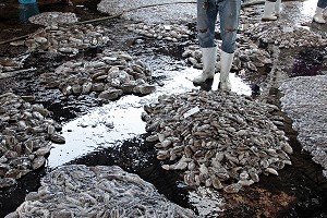 MOLLUSQUES MARINS, CRIEE AUX POISSONS, PORT DE PECHE DE RANONG, THAILANDE 