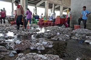 SEICHES, ENCORNETS, POULPES ET SEPIAS, LA PECHE DU JOUR A LA CRIEE AUX POISSONS, PORT DE RANONG, THAILANDE, ASIE 