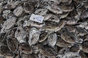 SEICHES, ARRIVAGE A LA CRIEE AUX POISSONS, PORT DE PECHE DE RANONG, THAILANDE, ASIE 