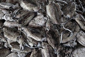 SEICHES, CRIEE AUX POISSONS, PORT DE PECHE DE RANONG, THAILANDE 