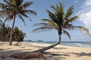 LES COCOTIERS SUR LA PLAGE DE BAN KRUT, BANG SAPHAN, THAILANDE, ASIE 