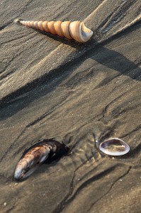 COQUILLAGES, PLAGE DE BANG SAPHAN, THAILANDE, ASIE 