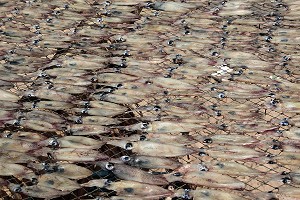 SECHAGE DES POISSONS SUR DES TREILLES, REGION DE BANG SAPHAN, THAILANDE 