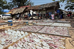 SECHAGE DES ENCORNETS SUR DES TREILLES, VILLAGE DE PECHEURS PRES DE BANG SAPHAN, THAILANDE, ASIE 