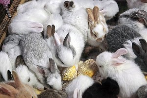 VENTE DE LAPINS NAINS, MARCHE DE NUIT, BANG SAPHAN, THAILANDE 