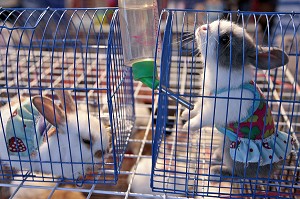 VENTE DE LAPINS NAINS EN COSTUME, MARCHE DE NUIT, BANG SAPHAN, THAILANDE, ASIE 