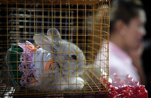 VENTE DE LAPINS NAINS EN COSTUME, MARCHE DE NUIT, BANG SAPHAN, THAILANDE 