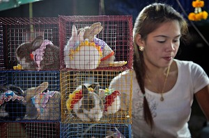 VENTE DE LAPINS NAINS EN COSTUME, MARCHE DE NUIT, BANG SAPHAN, THAILANDE, ASIE 