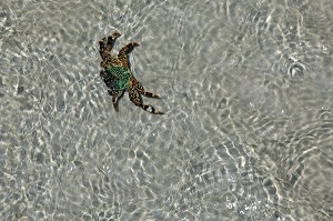 PETIT CRABE VERT, PLAGE DE AOW TA MUANG, BAIE DE TA MUANG, REGION DE CHUMPHON, THAILANDE, ASIE 