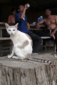 DERNIER COMMERCE AVANT LA FRONTIERE BIRMANE, REGION DE BANG SAPHAN, THAILANDE 