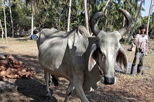 BOEUF THAILANDAIS, BANG SAPHAN, THAILANDE, ASIE 