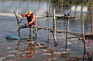 ELEVAGE DE CREVETTES MARINES, AQUACULTURE, ECONOMIE LOCALE DE LA REGION DE BANG SAPHAN, THAILANDE, ASIE 