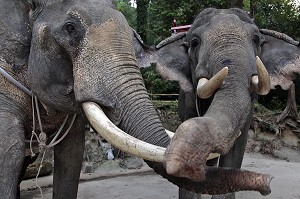 JEU DE TROMPES DES ELEPHANTS, SOURCES THERMALES D'EAU CHAUDE DE RANONG, THAILANDE, ASIE 