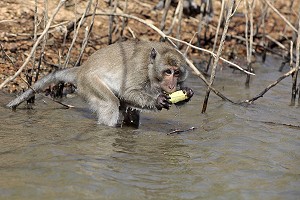 SINGE MACAQUE, PARC NATIONAL DE KAENG KRACHAN, PHETCHABURI, THAILANDE 