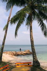 PALMIER ET PLAGE DE L'ILE DE KHO THALU, PROVINCE DE BANG SAPHAN, THAILANDE 
