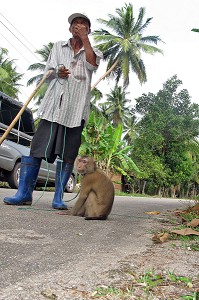 SINGE CUEILLEUR DE NOIX DE COCO ET SON MAITRE, LES SINGES SONT DRESSES POUR DECROCHER LES FRUITS MURS ET LES FAIRE TOMBER A TERR, PROVINCE DE BANG SAPHAN, THAILANDE 